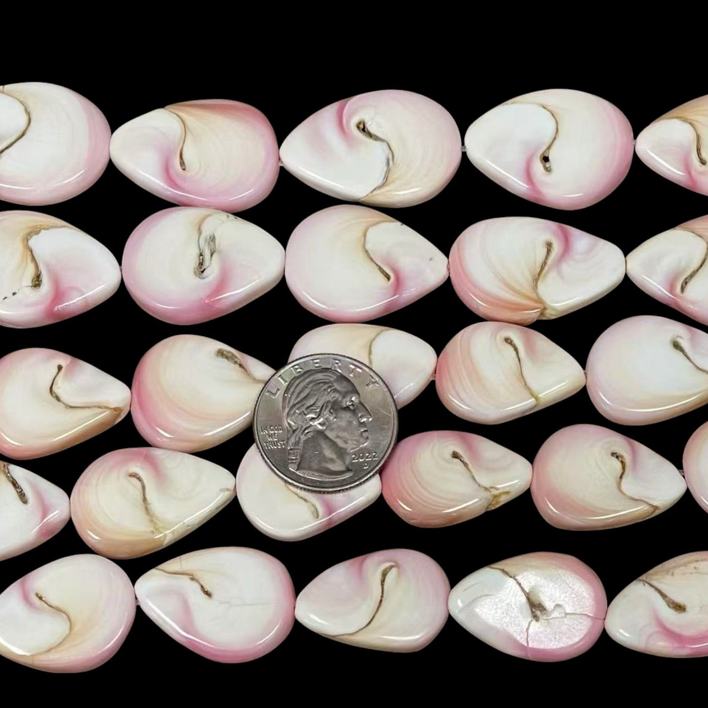 Queen Conch Shell, Teardrop with Swirl Pattern