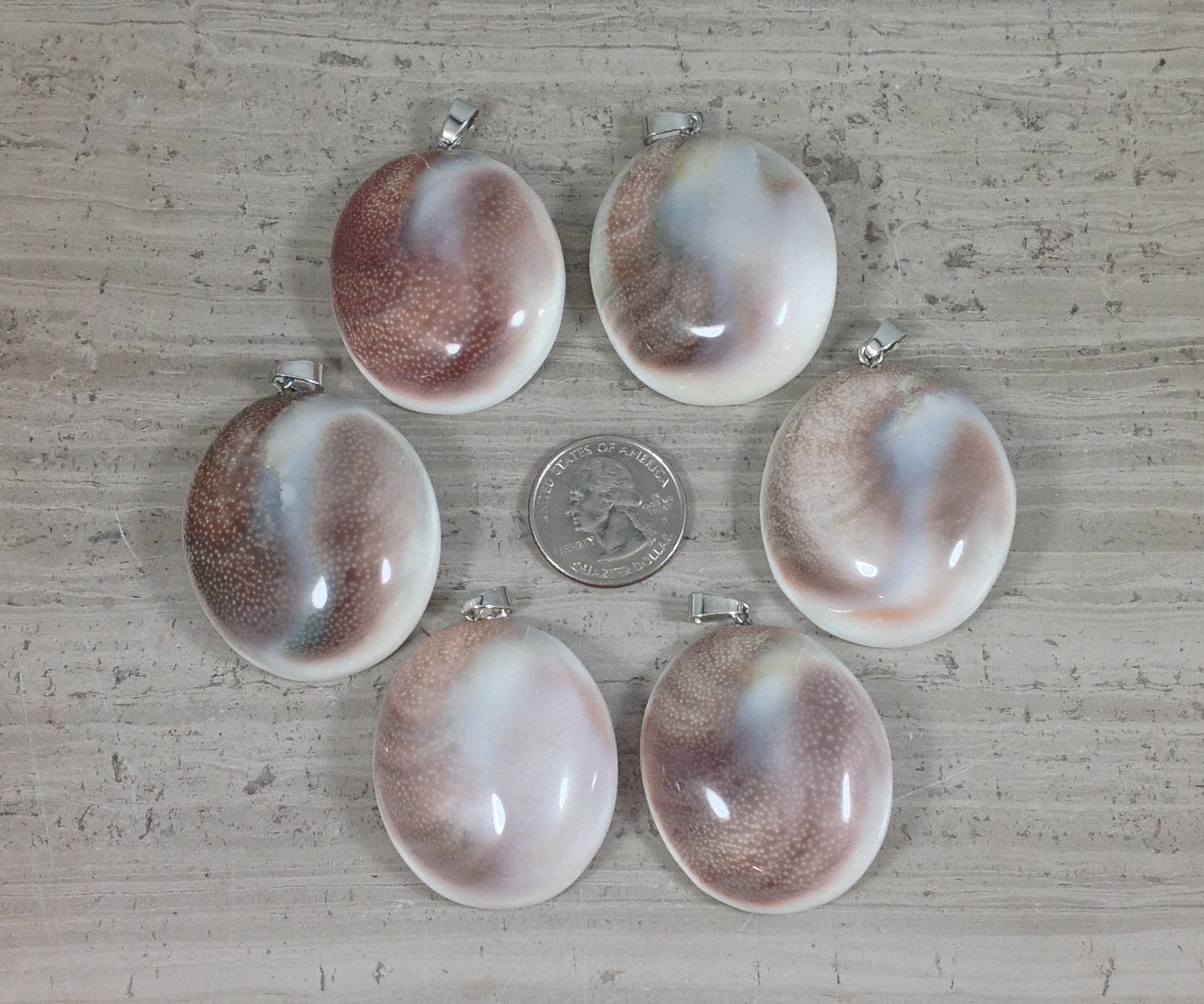 Shiva Shell, Pacific Cat's Eye Shell, Operculum, Gastropod Oval Pendant