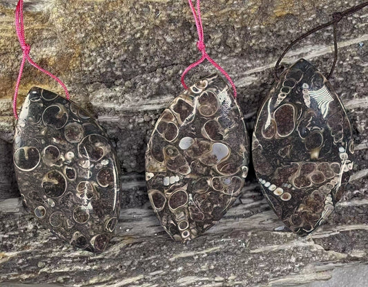 Turritella Fossil Agate, Marquise / Eye Shape, Top Side Drilled, Pendant