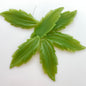 Leaves Drop 50mm Green