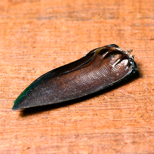 Jewel Beetle Loose Wings