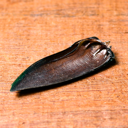 Jewel Beetle Loose Wings