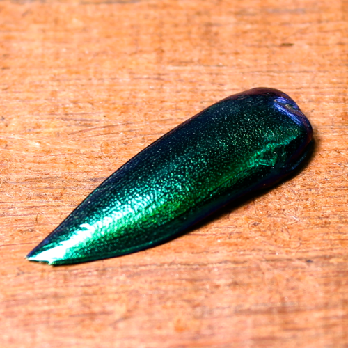 Jewel Beetle Loose Wings