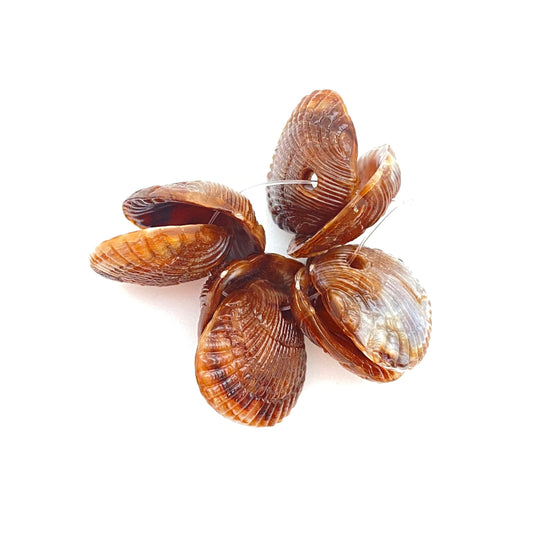 Clam Shell Drop 18mm Brown Marble