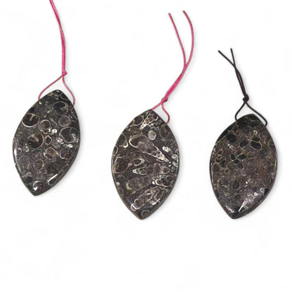 Turritella Fossil Agate, Marquise / Eye Shape, Top Side Drilled, Pendant