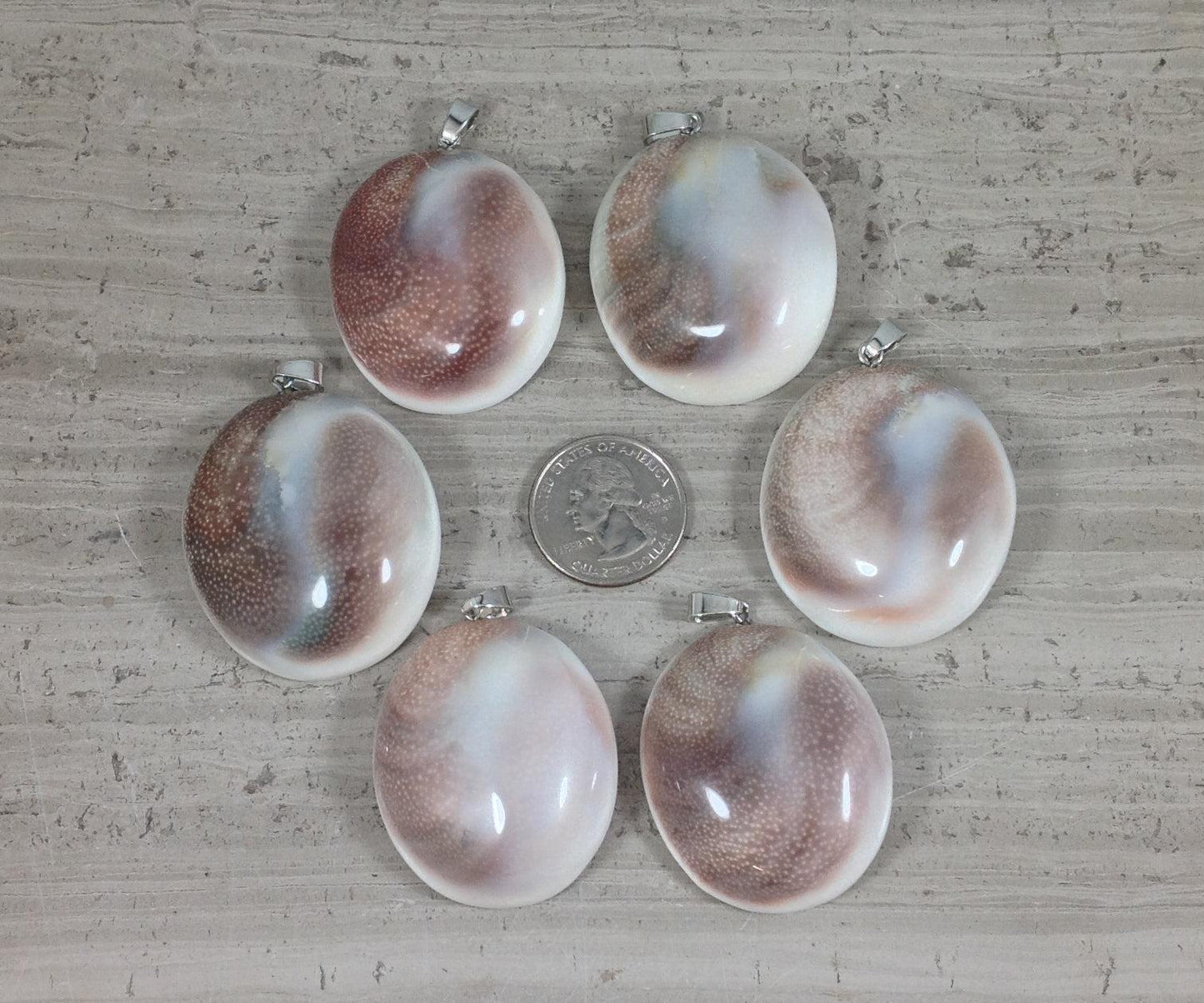 Shiva Shell, Pacific Cat's Eye Shell, Operculum, Gastropod Oval Pendant